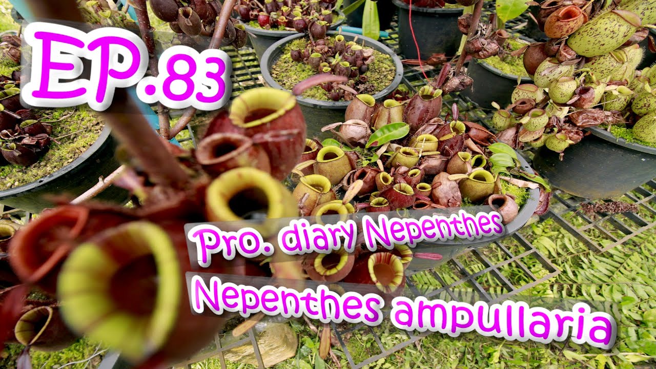 EP.83 Pro. diary Nepenthes part4 N. ampullaria (หม้อข้าหม้อแกงลิงผุด)