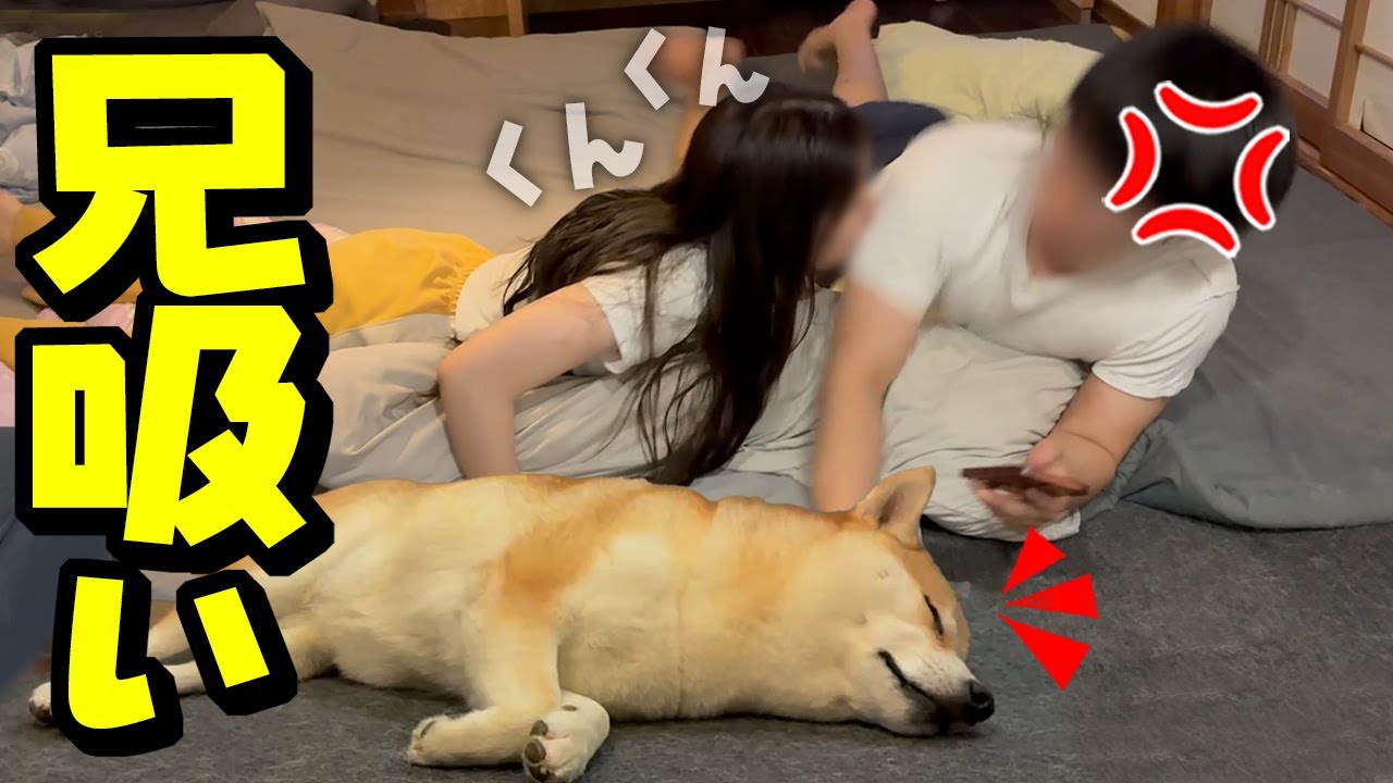 妹に兄吸いされてブチギレるも気にせず爆睡する柴犬