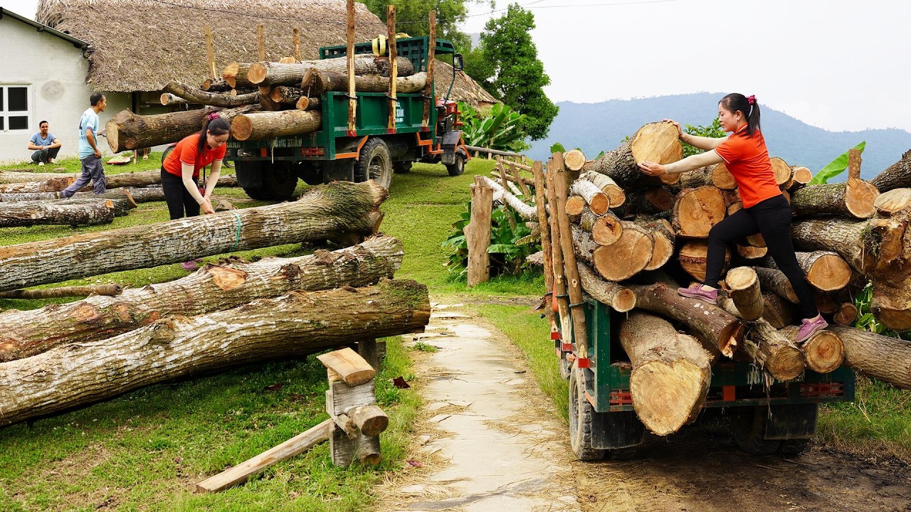 HARVESTING TONS OF GIGANTIC FIREWOOD | Dangerous Truck Hauling On Steep Plateau