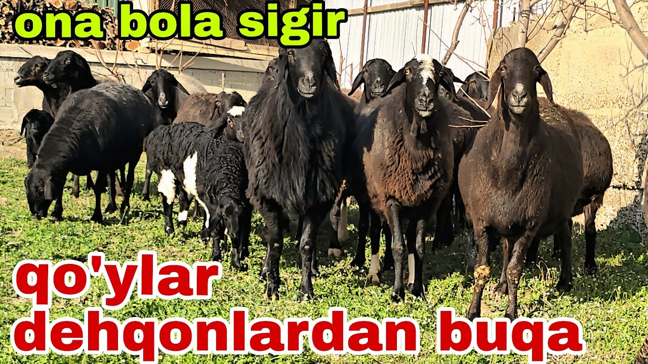 Dehqon akamizdan qo'ylar ona bola sigir va buqa. 22 февраля 2026 г.