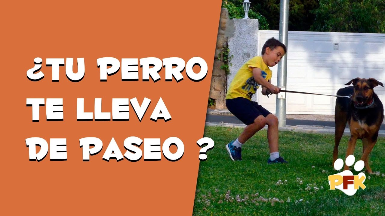 PASEAR AL PERRO SIN TIRONES DE CORREAS - Entrenando a tu Perro