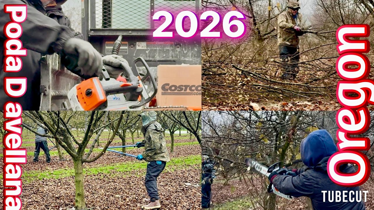 Iniciando el Año poda de avellana 