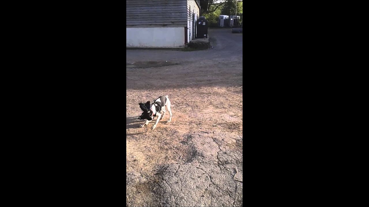 Captain the splurcher and his new best friend!