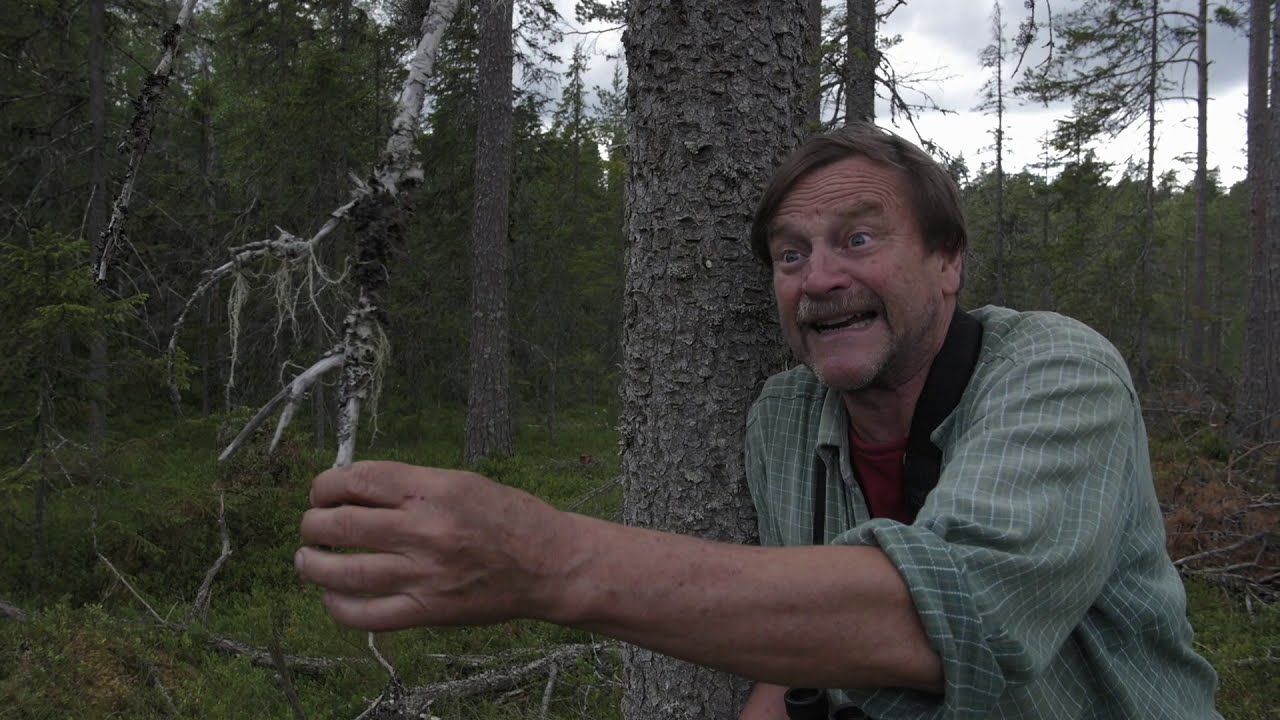 Omvänd naturvårdsgallring i Ore skogsrike