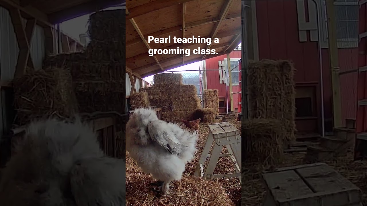 Splash Silkie~ She might be cute, but she&rsquo;s feisty! Mean~Girl