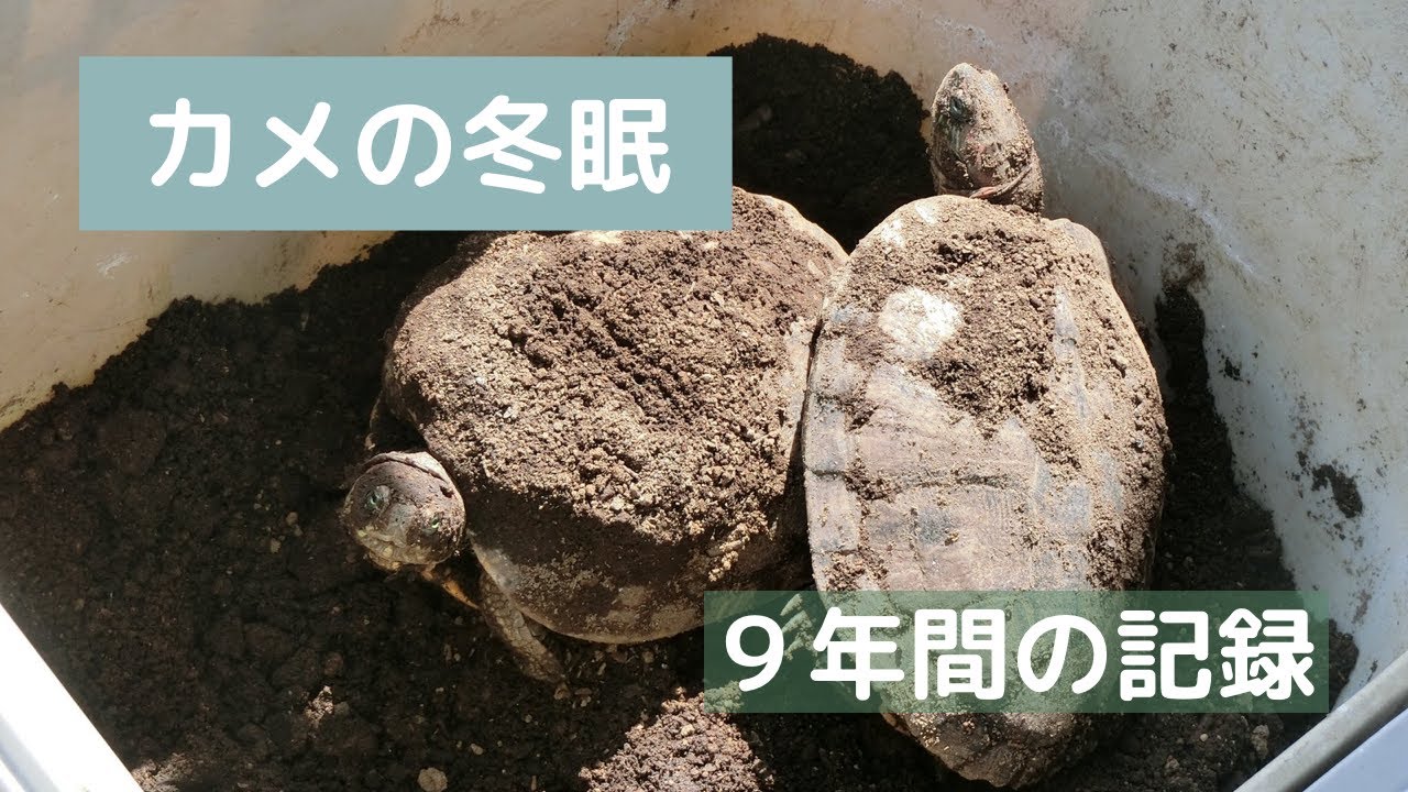 カメの冬眠について！９年間の記録を公開！