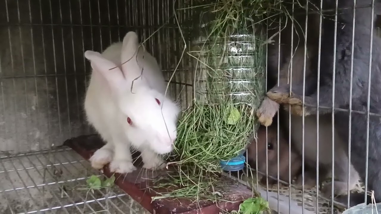 Pakan Kelinci Gratisan, dr Rumput Babat kering hasil bersih bersih pekarangan rumah🐇🤠