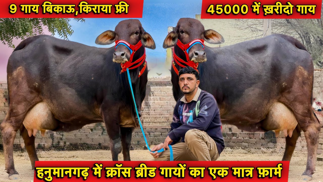 45000 से दाम,20 लीटर तक दूध👍9 गाय बिकाऊ👌क्रॉस ब्रीड की सुपर गाय👌Top Cross Breed Cows For Sale