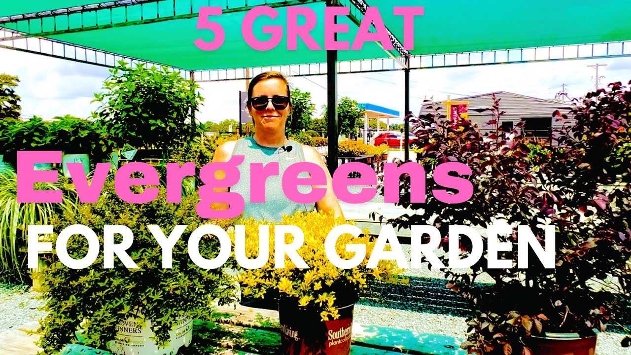5 Great EVERGREENS to Use In Your Garden! / My Southern Garden / Zone 9