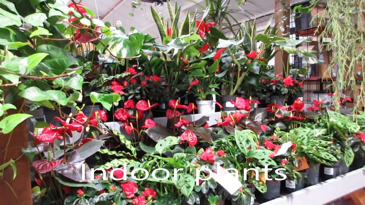 Garden Nursery | Plants Price | House Plants | Part 2 | London