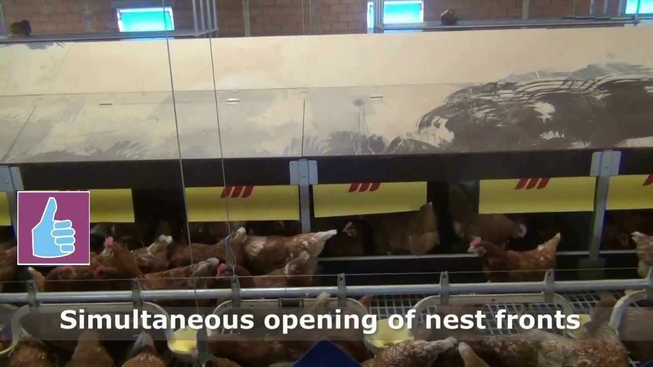 Koozii&trade; Community Nest for Broiler Breeders and Commercial Layers