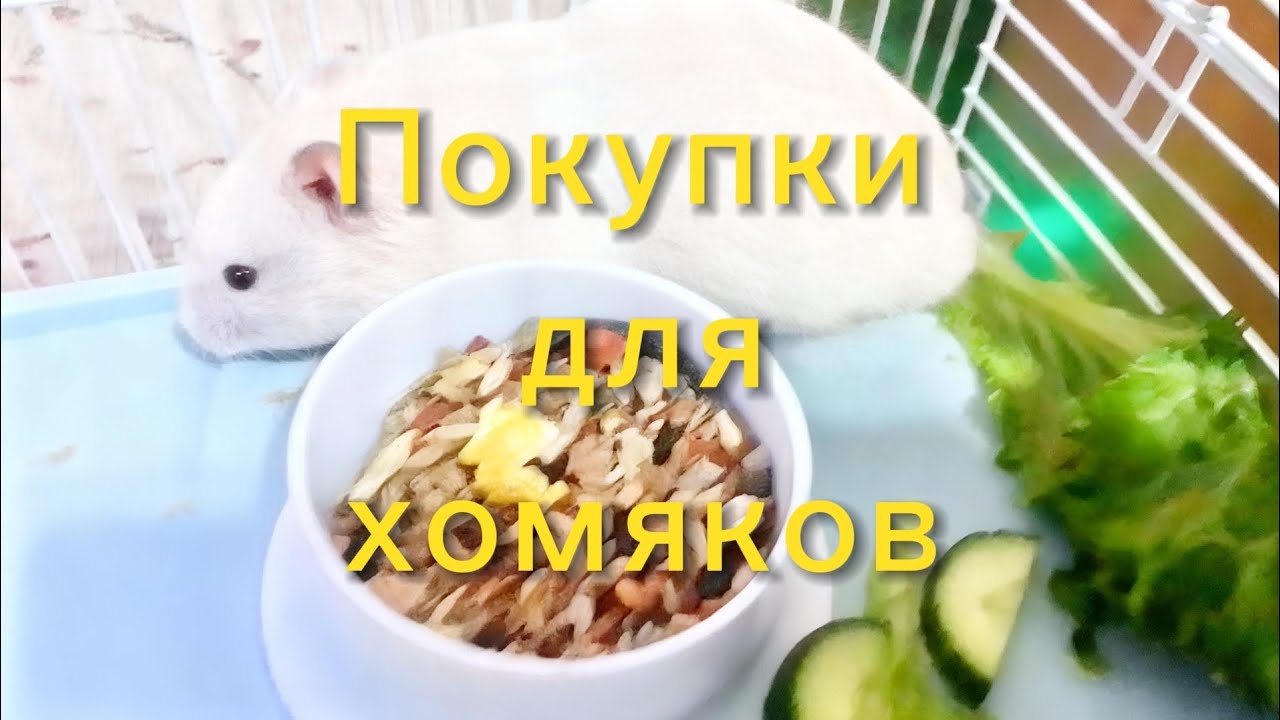 Небольшие покупки для хомяков. #хомяки 