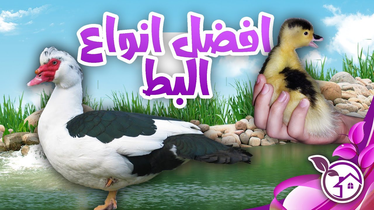 تربية البط المسكوفى فى المنزل
