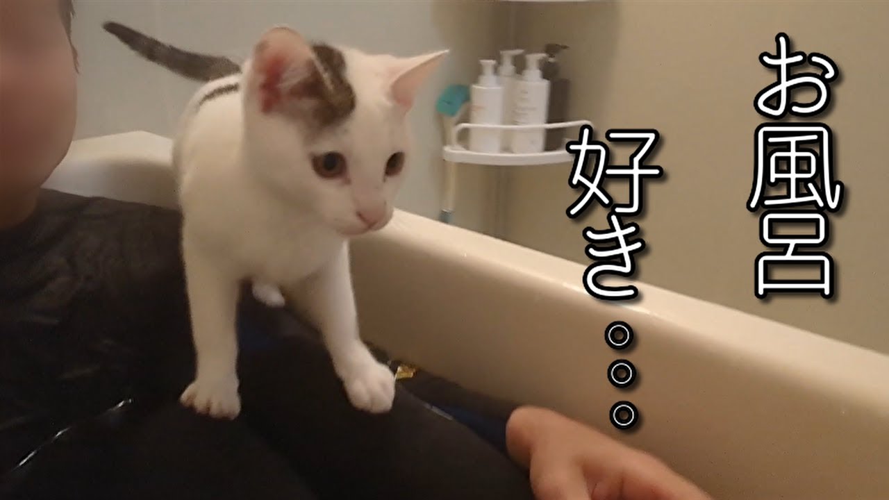 保護した子猫は、お風呂も一緒じゃなきゃ嫌なの。