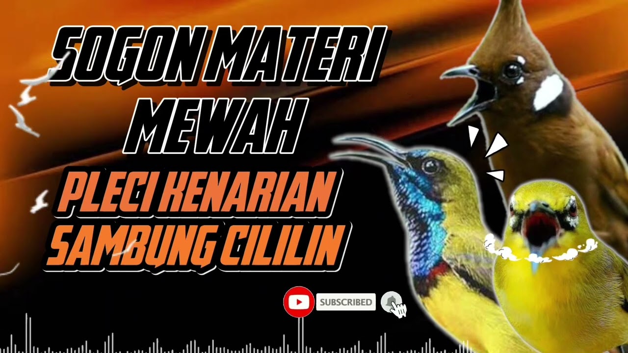MASTERAN SOGON ‼️ MATERI MEWAH | PLECI KENARIAN SAMBUNG CILILIN!! #sogon #sogongacor #sogokontong