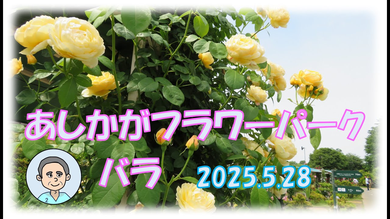 2025バラ【あしかがフラワーパーク】