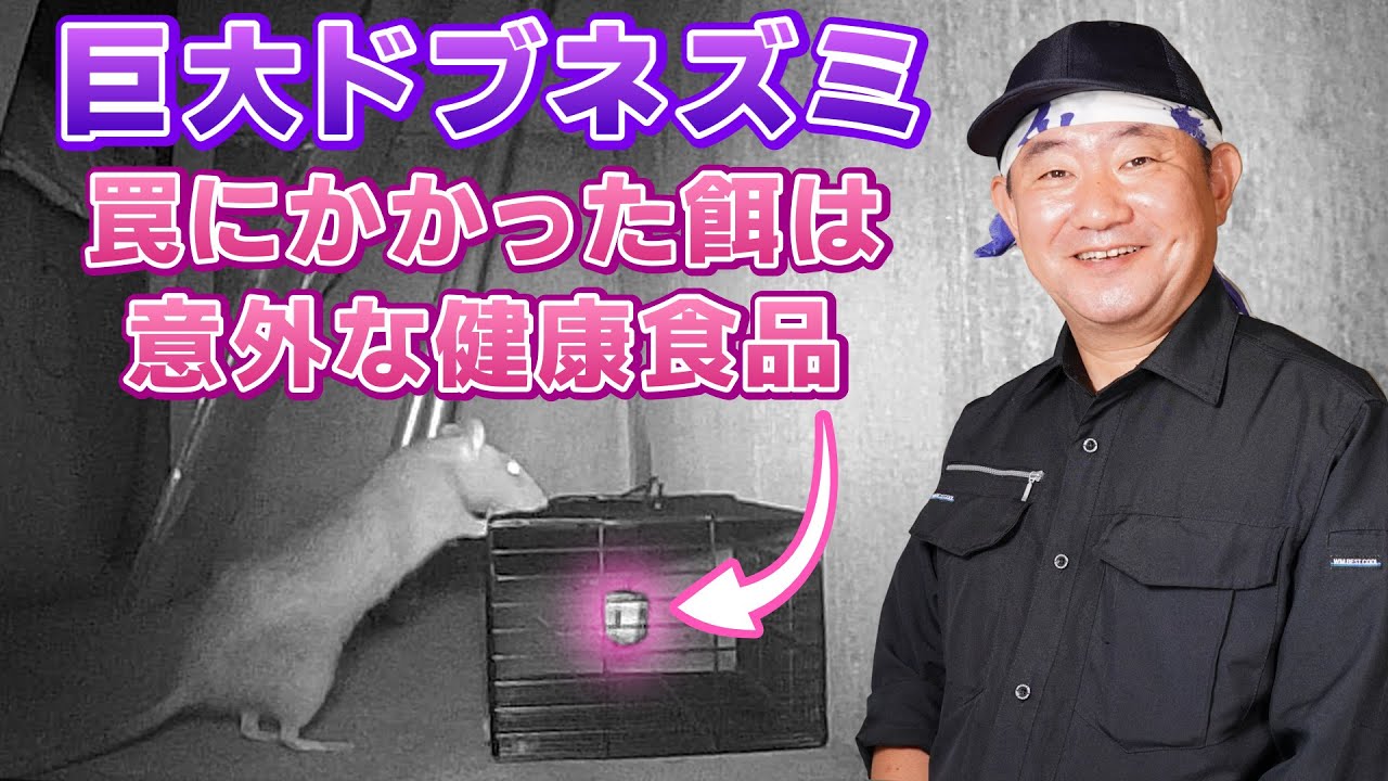 【ネズミ駆除】年間施工数500件以上の最強プロ vs 巨大ドブネズミ＜トラップの設置から捕獲まで完全密着＞東京