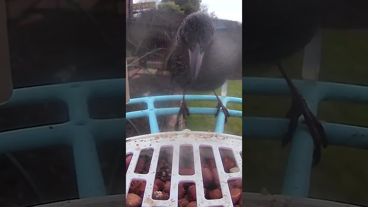 @RSPBvideo @ArkWildlife @birdfy_by_netvue @BirdfyShorts