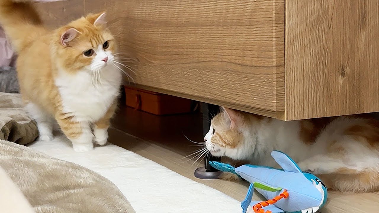 ついに子猫ふうくんとむぎくんが対面してこうなりました…！