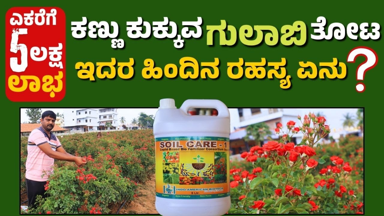 ತಾಲೂಕಿಗೆ ಮಾದರಿಯಾದ ಬಟನ್ ರೋಸ್ ಕೃಷಿ| ಅಧಿಕ ಇಳುವರಿಗೆ ರೈತರು ಅಳವಡಿಸಿದ ಕ್ರಮಗಳೇನು?| Button Rose Cultivation