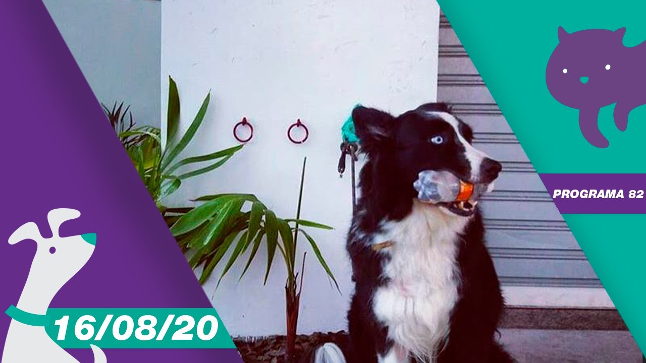 CANAL PET - Programa 82| 16/08/20 [COMPLETO]