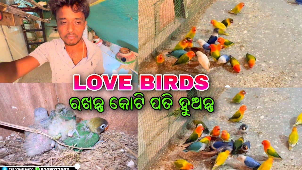 Love Birds ଚାଷ କରିବ କୋଟି ପତି 😄||Love Birds ||Birds Vlogs