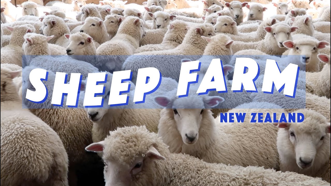 10. Sheep farming in NZ, week in my life - 🐑 cute but v dumb lol 🐑 | WHV New Zealand