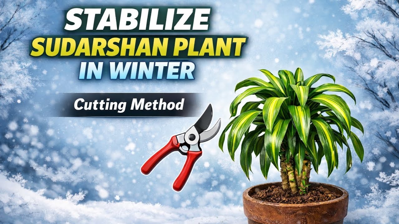 Winter Cutting Stabilize Sudarshan Plant 🌿 