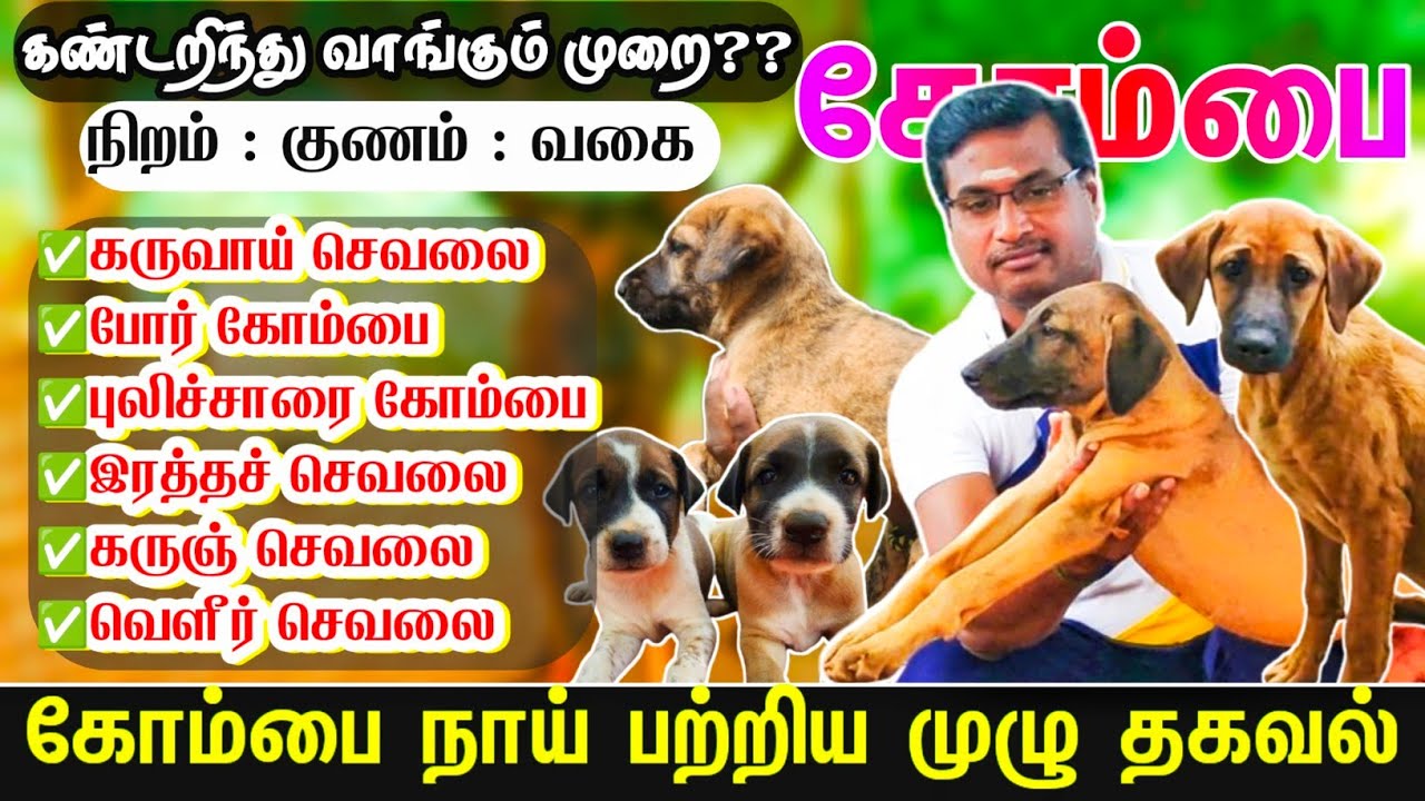 கோம்பை நாய் பற்றிய உண்மைகள் ஆதாரத்துடன் | All about kombai | Best kombai dog Kennel | Sky Media
