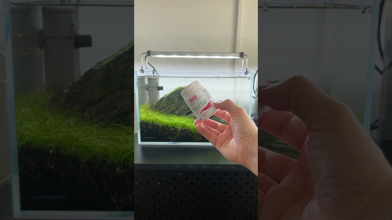 Cherry Shrimp Feed #aquascaping #aquascape #aquarium #plantedaquarium #plantedtank #fishtank #red