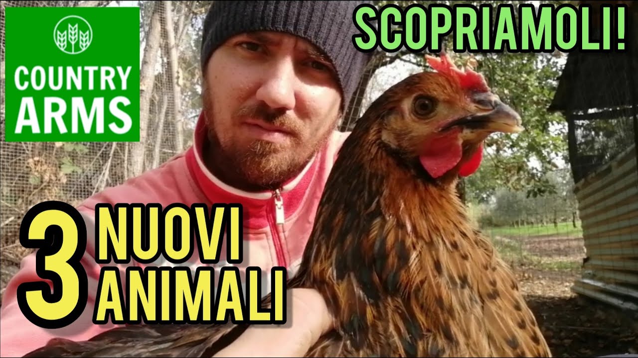 Galline ovaiole: quale razza fa più uova?
