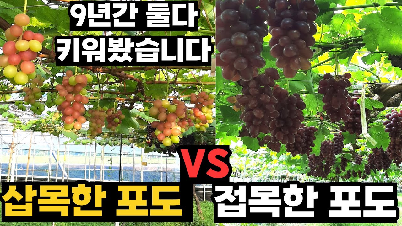 삽목 포도 VS 접목 포도, 9년 직접 키워보고 내린 결론