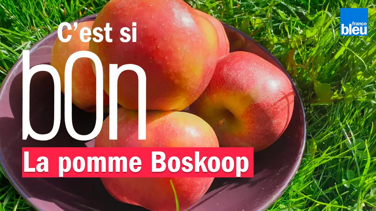 La pomme Boskoop : un fruit délicieux en cuisine, mais fragile - C'est si bon