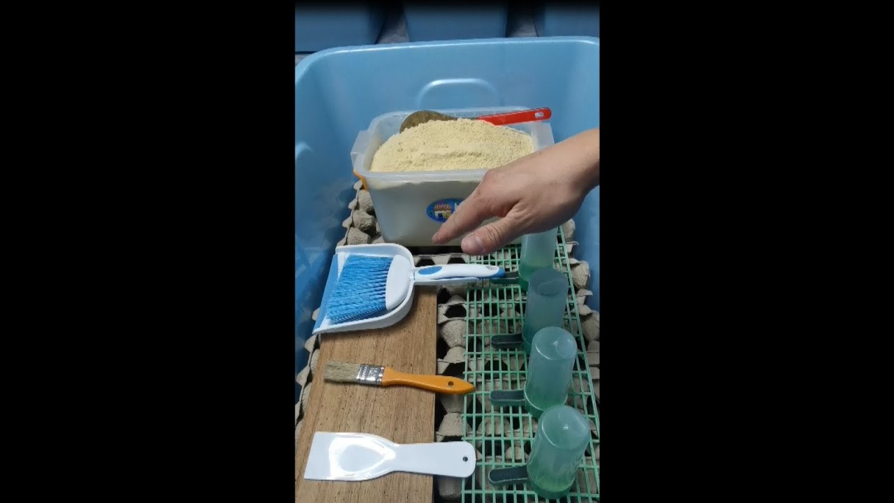 蟋蟀飼養教學大公開(初學解說版)