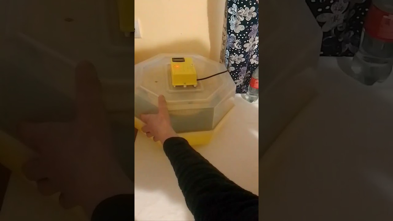 Incubarea la ouăle de găină in incubator clasic Cleo 5