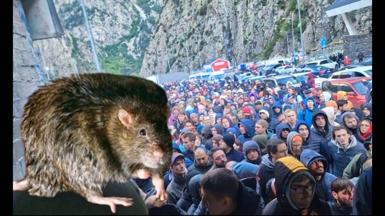 RATS LEAVING RUSSIAN SHIP