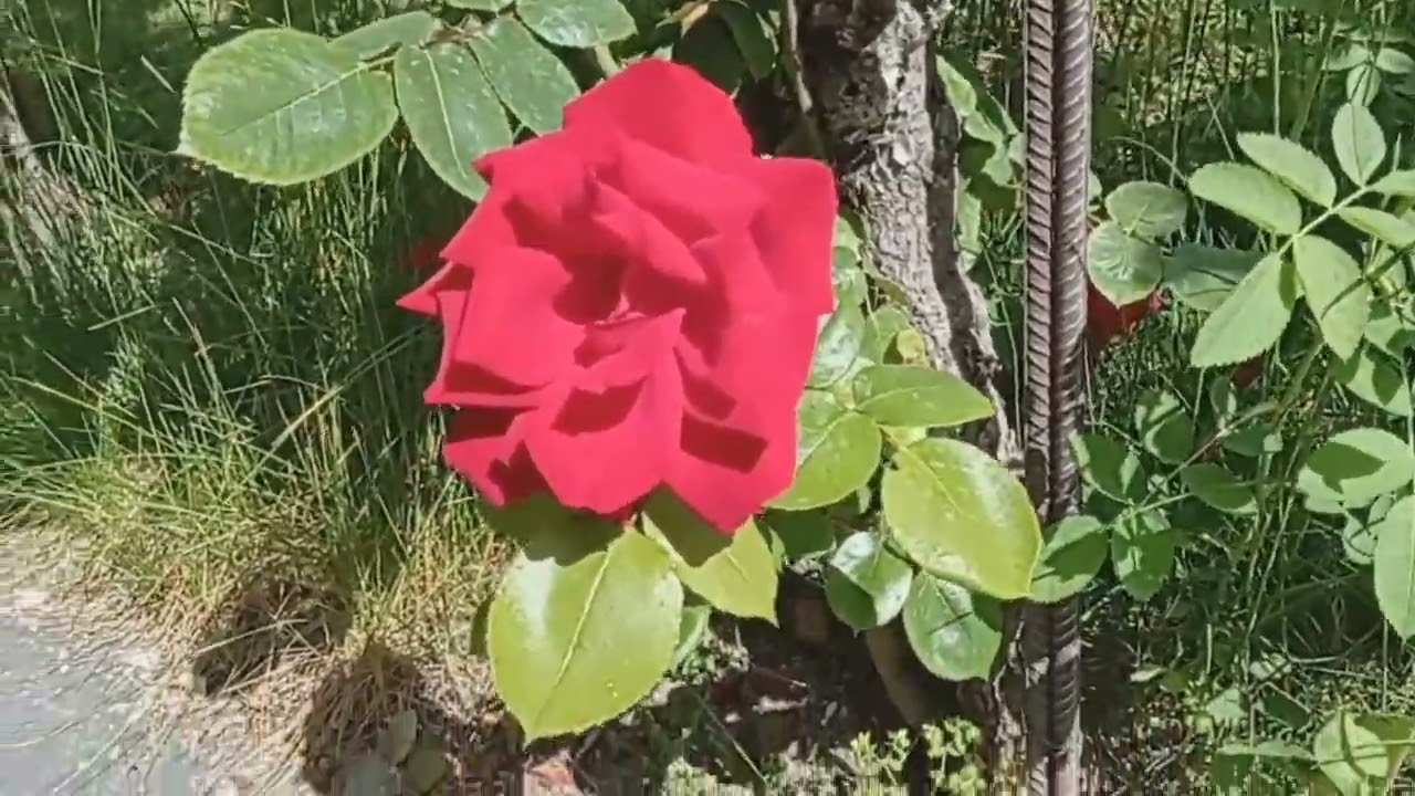 Rose Season