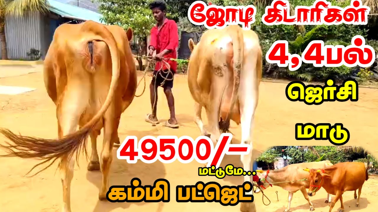 இரண்டு ஜோடி 49500/- மட்டுமே... 4பல் தல ஈத்து கிடாரிகள் விற்பனைக்கு வந்துள்ளது 10லிட்டர் கறவை திறன் 
