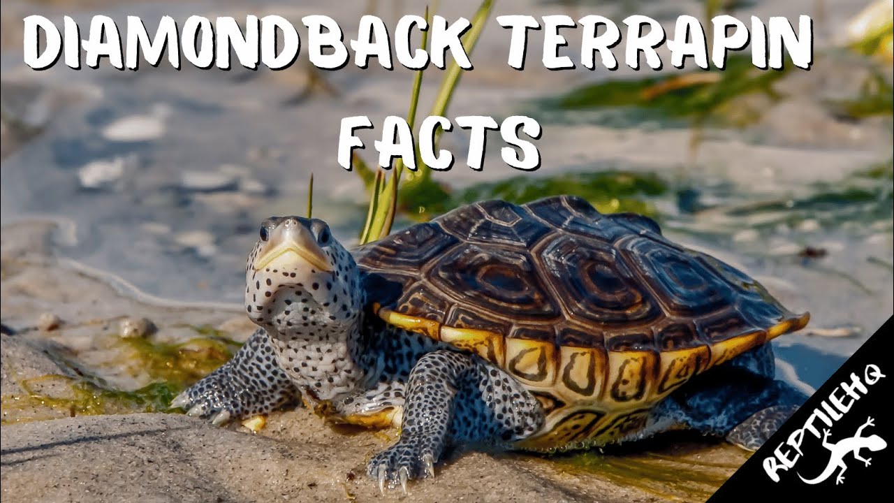 Diamondback Terrapin Facts and Information