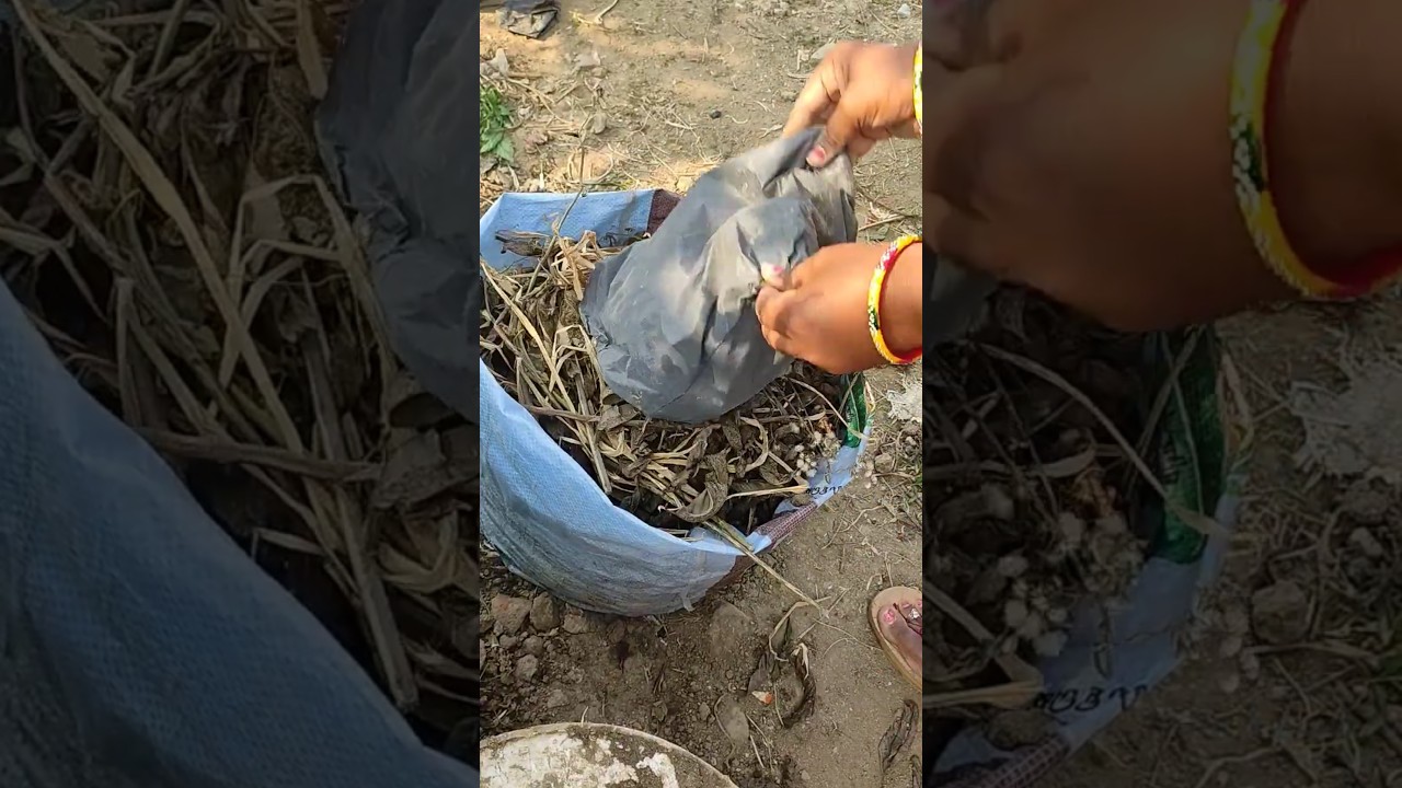 Tomato growing use this  vermicompost soil  #garden #gardening #tomato #asmr  #vermicompost