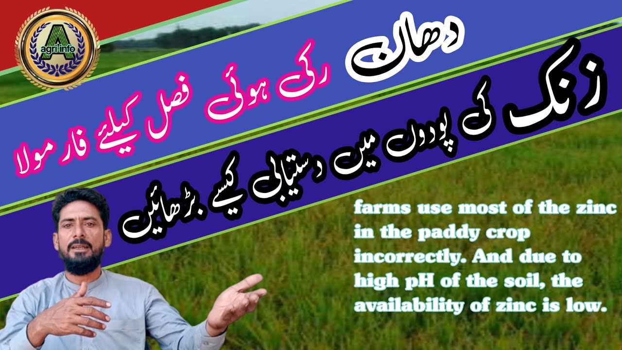 Zinc application in rice crop / Foliar application of zinc.