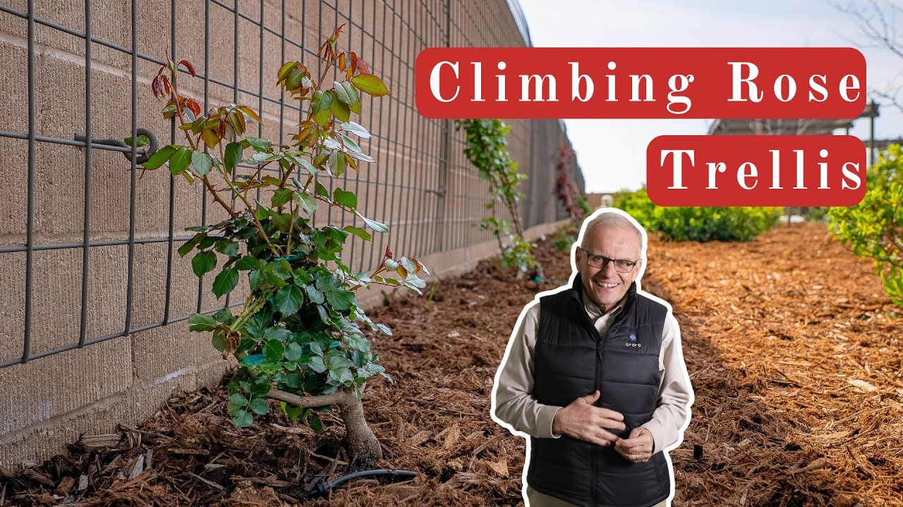 How To Build a Trellis for Climbing Roses (and Tips for Planting)