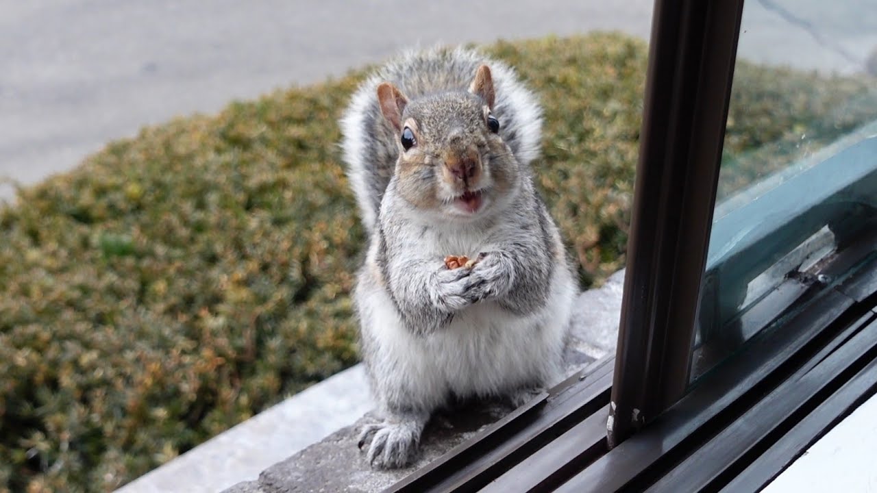 Squirrel's reaction when I call her 