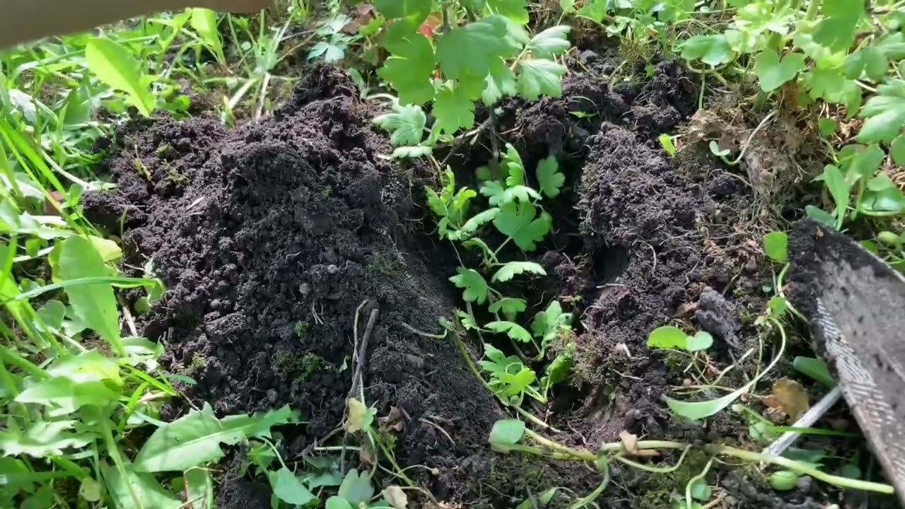 Ērkšķogu krūmu pavairošana ar zaru noliekšanu.