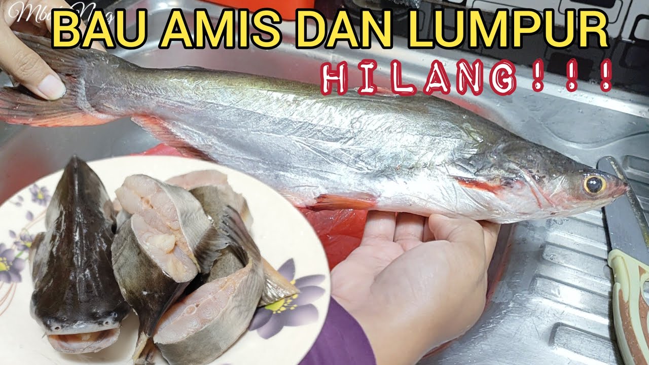 TIPS CARA MENGHILANGKAN BAU AMIS & BAU TANAH / LUMPUR PADA IKAN PATIN | CARA MEMBERSIHKAN IKAN PATIN