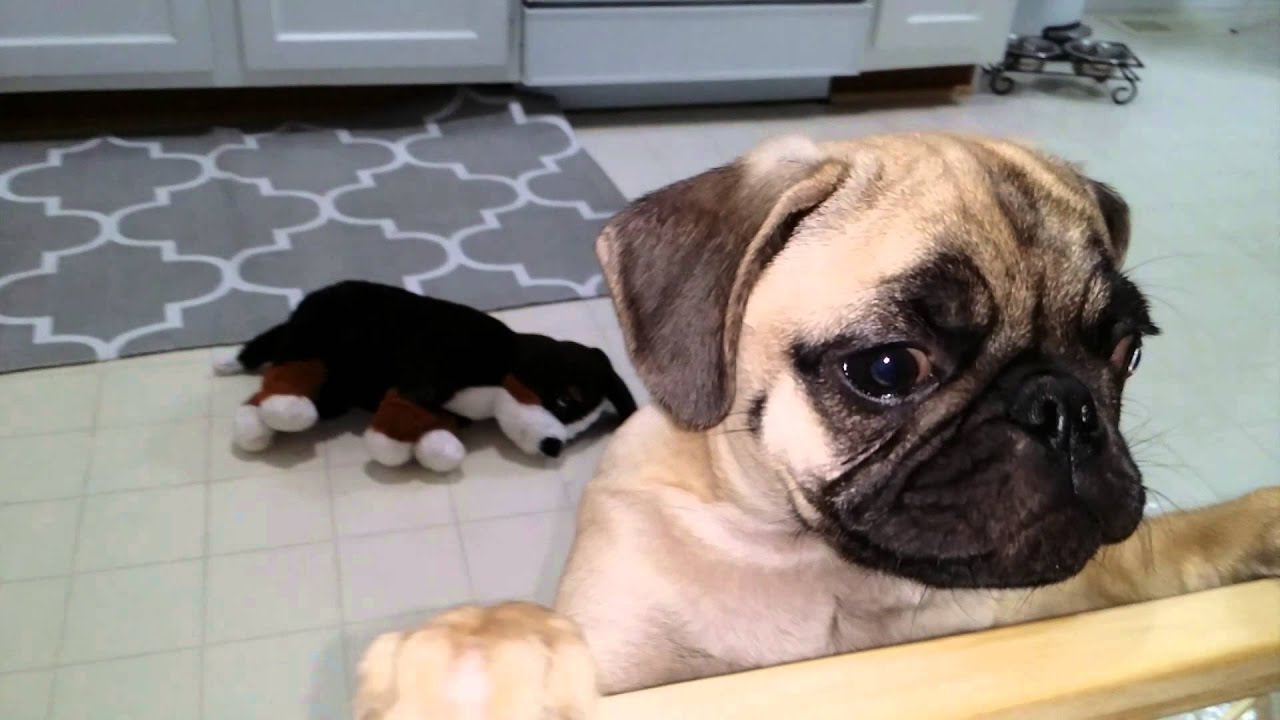 Guilty pug puppy Zeus