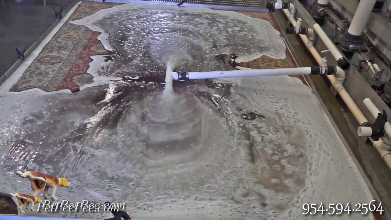 Wool rug stains removal | PetPeePee company