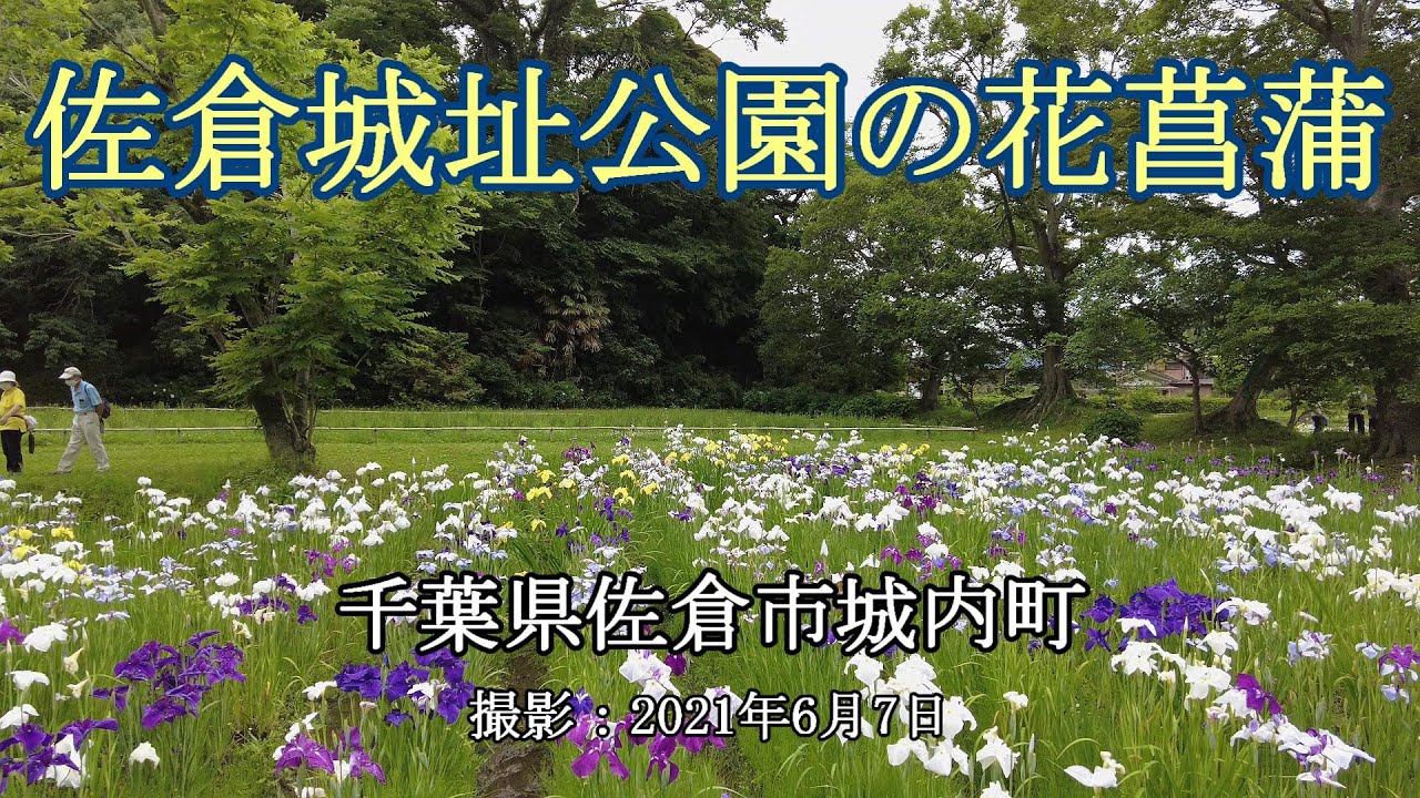佐倉城址公園の花菖蒲 [4K]  Japanese Iris in Sakura Castle Park