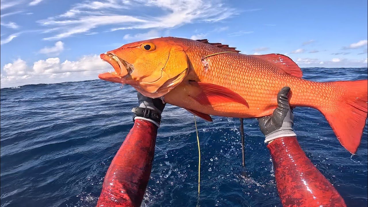 RED BASS🎯 | SPEARFISHING PHILIPPINES #palawan 