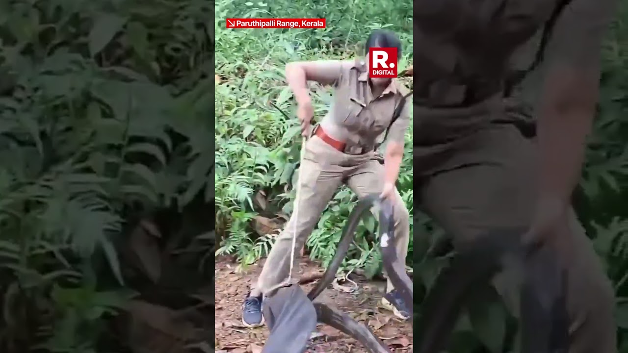 Kerala Officer&rsquo;s Brave Rescue of King Cobra Goes Viral